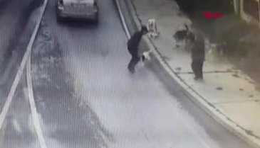 İstanbul Bakırköy'de iş adamına 6 köpek saldırdı