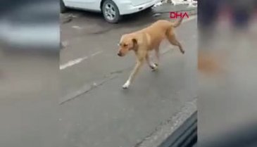 Sakarya'da kendisine yemek verenleri tanıyan köpek peşlerini bırakmadı
