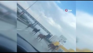 Bursa'da ana yolda gezen atlar tehlike teşkil ediyor