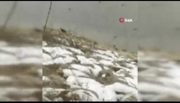 Bursa'da barajda su samuru görüldü