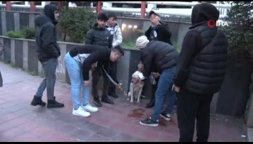 Sahipsiz pitbull köpek sokak köpeğiyle boğuştu!