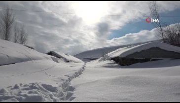 Muş'ta bir köy kara gömüldü! Besiciler tünellerle ulaşımı sağlıyorlar