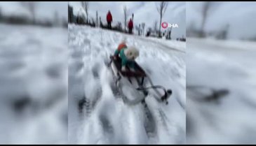 İstanbul Beylikdüzü'nde köpeğin karda kayak keyfi
