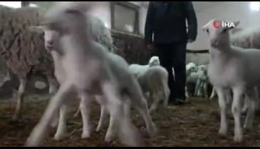 Bursa'nın üniversiteli koyunları...