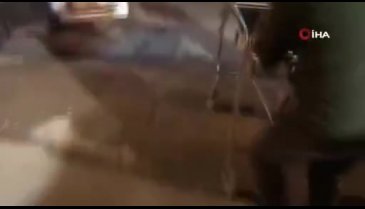 İstanbul'da 3 köpeğin zehirlendiği iddiası