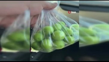 Kış ortasında Bursa'da erik hasadı