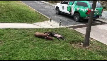 Bursa'da kendilerine saldıran Pitbull köpekleri tabancayla öldürdüler