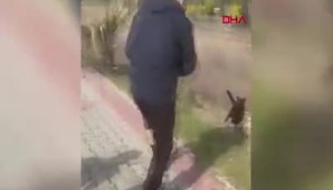 İzmir'de bir kişi köpeklere taş attığı için uyaran 2 kişiyi tekmeledi