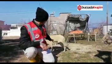 Bursa Mudanya'da hayvan katliamı (ÖZEL HABER)