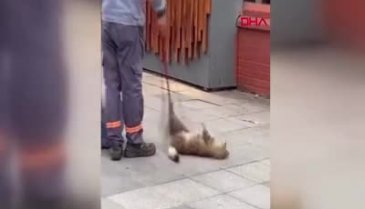 İstanbul'da temizlik görevlisi ile kedinin eğlenceli oyunu