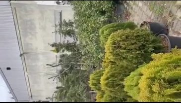 Bursa'da jandarma ağaç hırsızlarını yakaladı