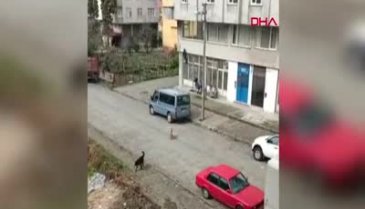 Rize'de köpeklerden kepenge tırmanarak kurtuldu
