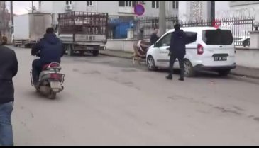 Eşekli akaryakıt protestosunda beklenmedik son! Eşekten düştü!