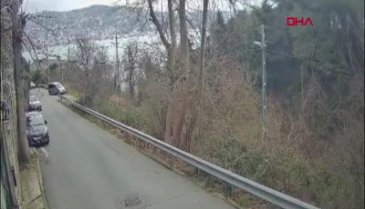 İstanbul'da kedileri kovalayan köpek taksinin altında kaldı
