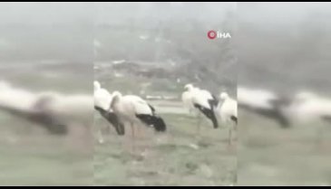 Bursa'daki leylekler soğuk havaya dayanamıyor