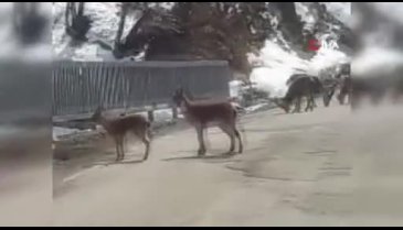 Tunceli'de koruma altındaki dağ keçileri trafiğe indi