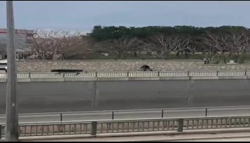 Kızgın boğa Bursa'da caddeyi arenaya çevirdi