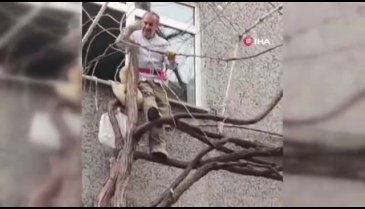 İstanbul'da kendini iple bağlayarak ağaç budadı