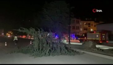 Bursa'yı lodos vurdu! Ağaçlar devrildi