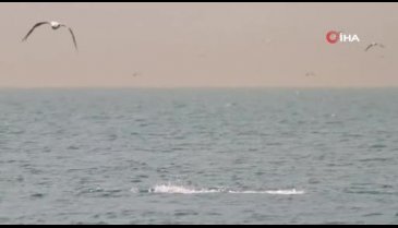 Amatör fotoğrafçının gözünden İstanbul'un yunusları