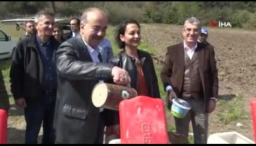 Bursa Mudanya'da ayçiçek hasadı