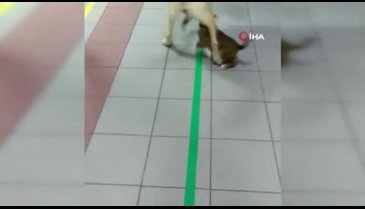 Bursa'da yavrusunun peşini bırakmadı, hastanede kavuştu