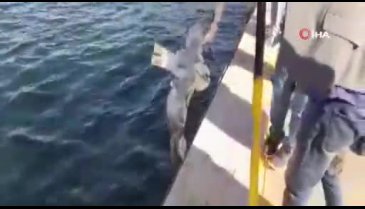 Bursa'da oltaya takılan martıyı balıkçılar kurtardı