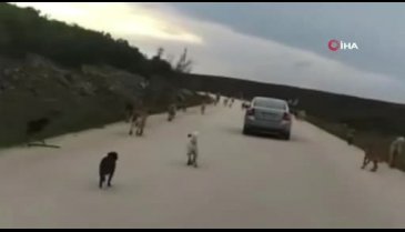 Bursa'da 10 yaşındaki çocuğa başıboş 8 köpek saldırdı