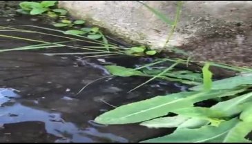 Bursa Mudanya'da sağlık tehdidi