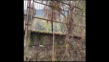 Bursa'da 2 çocuk ağaç kundakladı