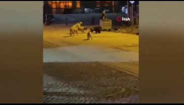 Bursa Uludağ'da ayıların köpeklerle kavgası kamerada