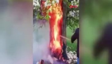Tokat'ta yıldırım isabet eden armut ağacı cayır cayır yandı