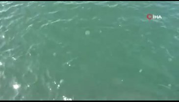 Gemlik'te müsilaj sona erdi, oltacılar denizi doldurdu