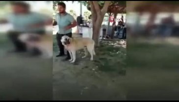 Yarışmaya katılan köpek, küçük çocuğun yüzünü parçaladı