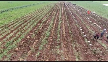 Adana'da patates üreticisinin yüzünü güldürdü