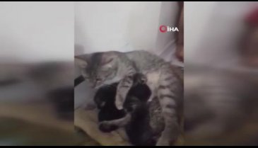 Bursa'da köpeklerin saldırısından kurtardığı tavşana, kedisi annelik yapıyor