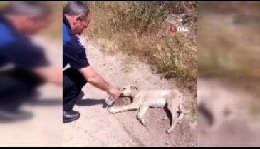 Bursa'da köpeğin halini gören zabıtalar yardıma koştu