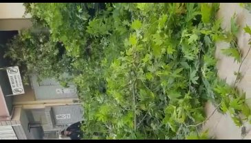 Bursa'da kırılan ağaç park halindeki aracın üzerine devrildi