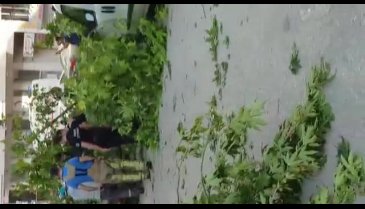 Bursa'da kırılan ağaç park halindeki aracın üzerine devrildi -2