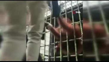Sinirlendirdiği orangutandan bir türlü kurtulamadı