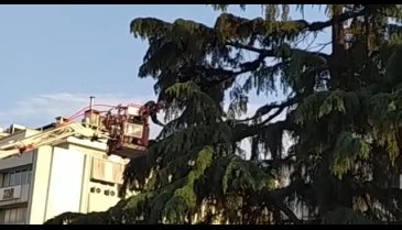 Bursa'nın merkezinde yavru kedi alarmı