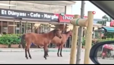 Bursa'da başıboş atlar yollarda tehlike saçtı