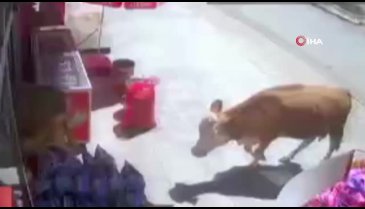 Bayburt'ta kurbanlık inekler markete girdi...O anlar kamerada