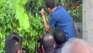 Dut ağacından düşen çocuğun başına gelenler "pes" dedirtti!