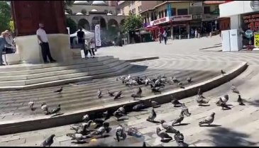 Bursa'da güvercinlerin bıcı bıcı keyfi (ÖZEL HABER)&nbsp;