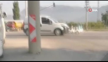 Bursa'da yola çıkan bir grup kaz nedeniyle trafik aksadı