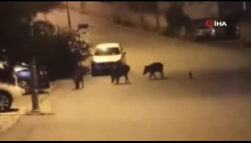 Bursa'da aç kalan domuzlar şehre indi