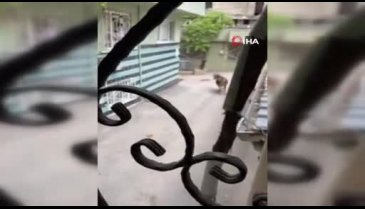Bursa'da kurbanlıklar vatandaşlara zor anlar yaşattı