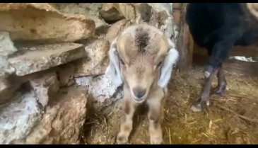 Bursa'da kesime giden kurban doğurdu (ÖZEL HABER)