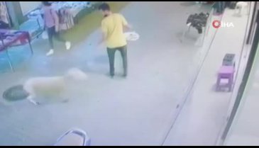 Bursa'da kaçan kurbanlık koyun mağazaya daldı